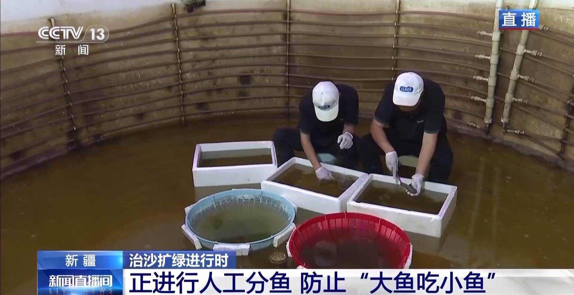 视频丨沙漠里如何养海鲜?解锁塔克拉玛干沙漠的水产养殖密码 视频丨沙漠里如何养海鲜?解锁塔克拉玛干沙漠的水产养殖密码