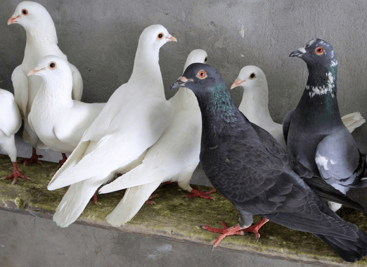 鸽子感冒了吃什么药好得快？养鸽人必看的实用指南