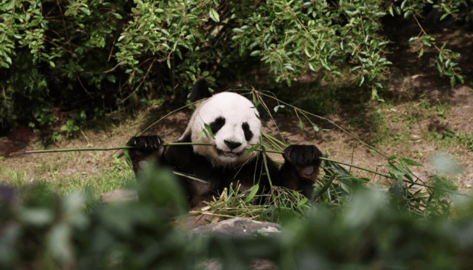 马克龙本周访华，准备了一份特殊“大礼包”，顺带向中方提了一个请求！