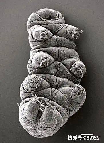 显微镜下的微生物世界：微观中的大宇宙