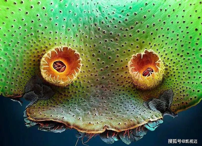 显微镜下的微生物世界：微观中的大宇宙