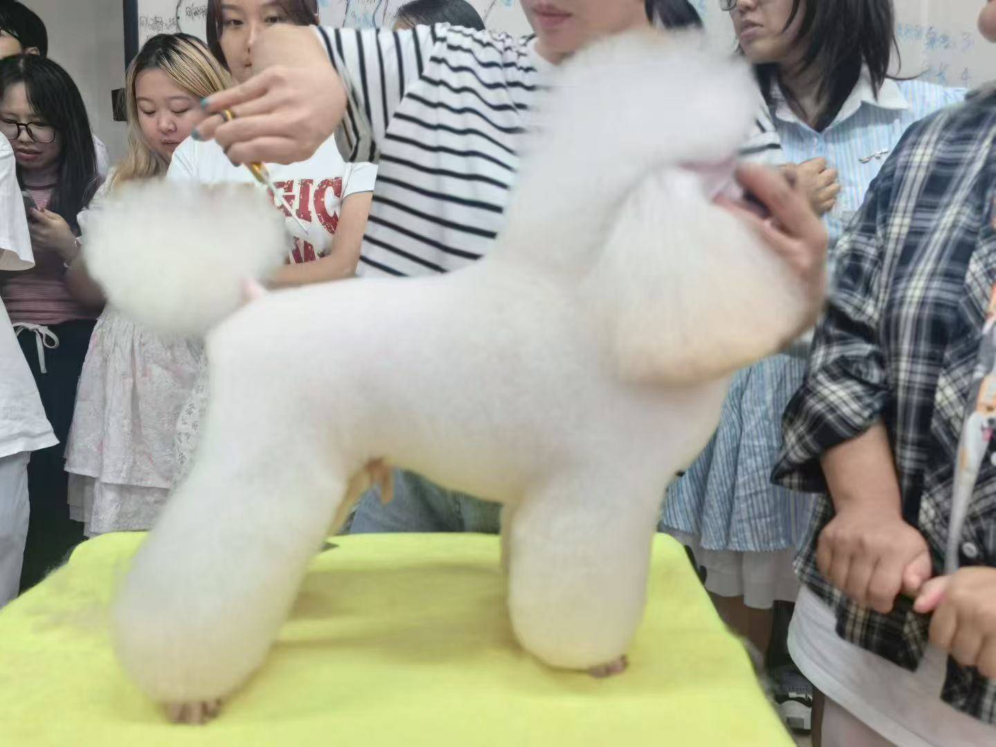 震惊！全国宠物美容学校排名出炉这3家千万别错过！188金宝博