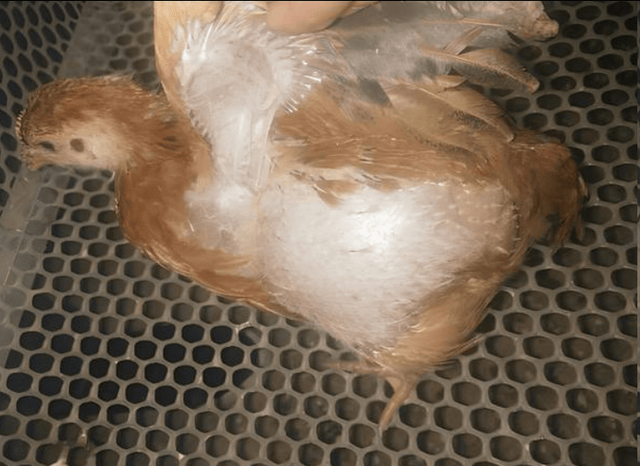 鸡嗉囊有水,采食量下降怎么回事?吃什么药能治好?