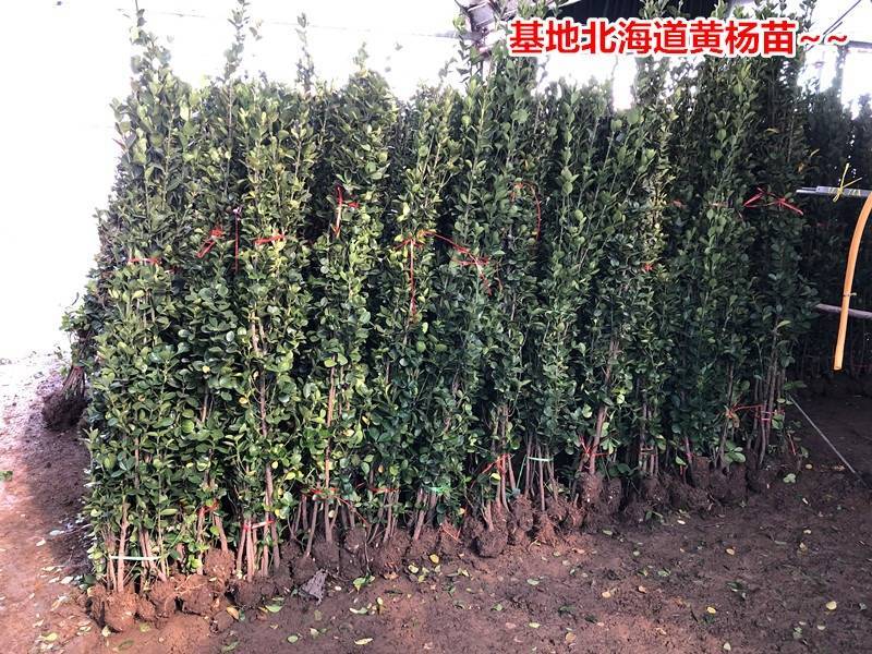 文章配图-2