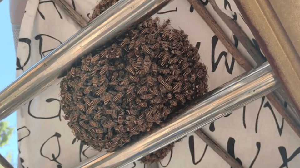 女子天台晒枕头，结果枕头下聚了一窝蜜蜂，养蜂人：是蜜蜂在分家