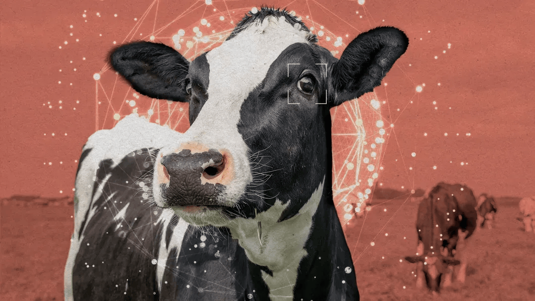 AI会关心动物的死活吗？湾区动物保护圈盯上了AI