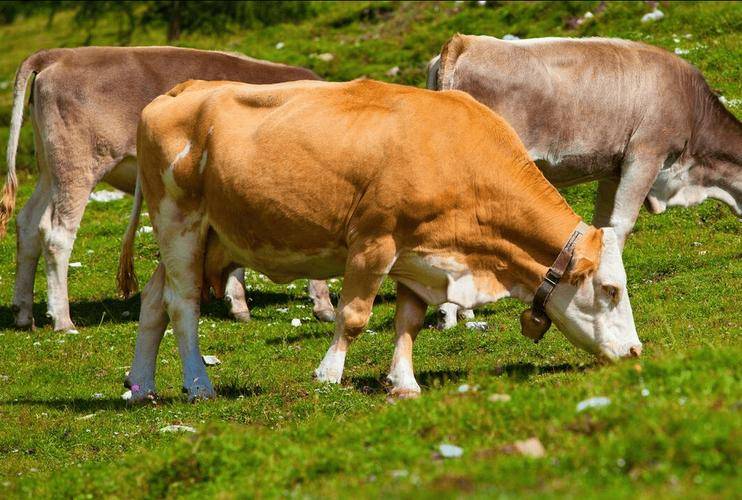 牛拉肚子吃什么好？低成本食材，喂上就见效！