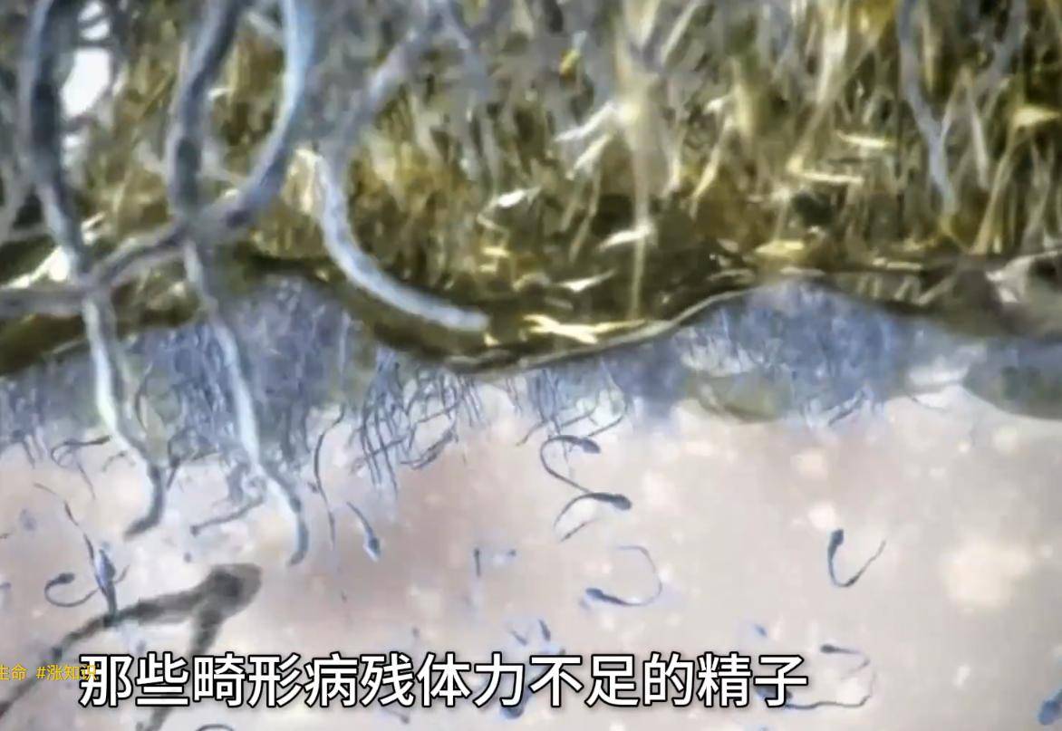 胎儿在母体内发育的全过程是如何的?感恩伟大的妈妈