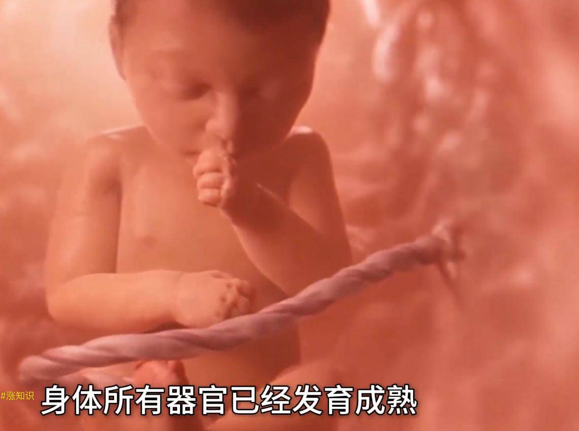 胎儿在母体内发育的全过程是如何的?感恩伟大的妈妈