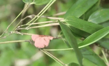 
            农村这种菌类植物，它寄生在竹子上，现价值非常珍贵，遇见请珍惜