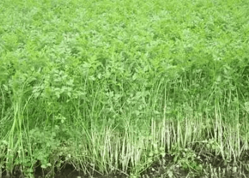 
        农村一种长在山沟的野菜，现在正当季，打火锅最好，你认识吗