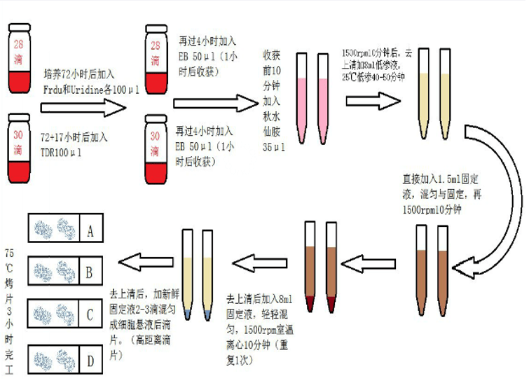 解锁染色体微观密码