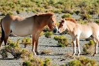 世俱杯惊现逆天乌龙球充电宝 退不了