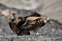 关晓彤高考数学131分