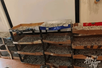 儿子想做蚕丝被家人网购1万粒蚕卵