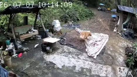 狗子将蜜蜂窝放在男主人身后，男主人被蛰后不仅不生气，还睁一只眼闭一只眼…评论区羡慕坏了：城巴佬就是会玩，还给眼睛做SPA呢…