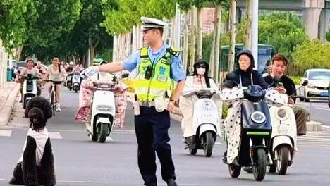 狗子站在交警身边死活不肯走，以为是编制小狗陪同交警蜀黍监管来往车辆，没想到纯贪玩，评论区：十年养狗无人问，一朝丢狗天下知…