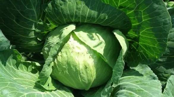 人民日报关注国产剧火到海外