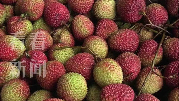 荔枝大年价格跌七成,你还会买荔枝吗?