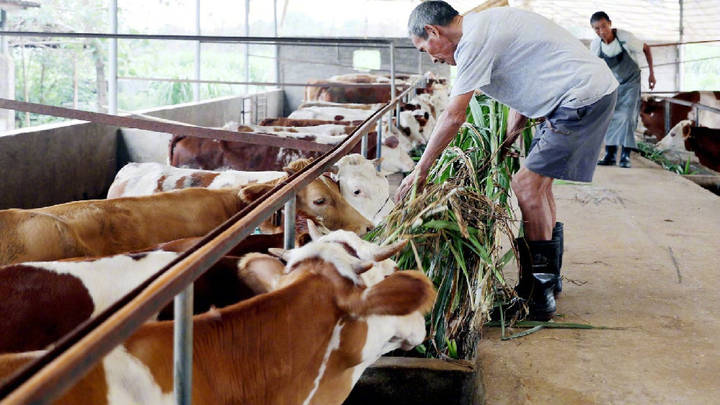 牛肉进口数量急剧增长,对国内价格会有影响吗?