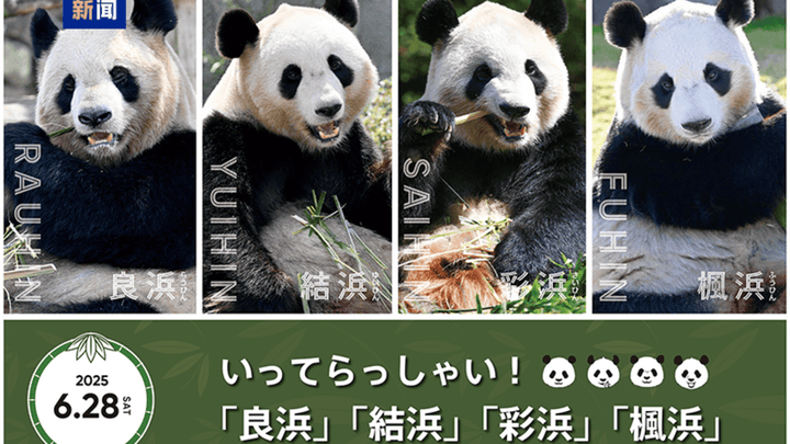4只旅日大熊猫明日启程回国,你看过它们的照片吗?