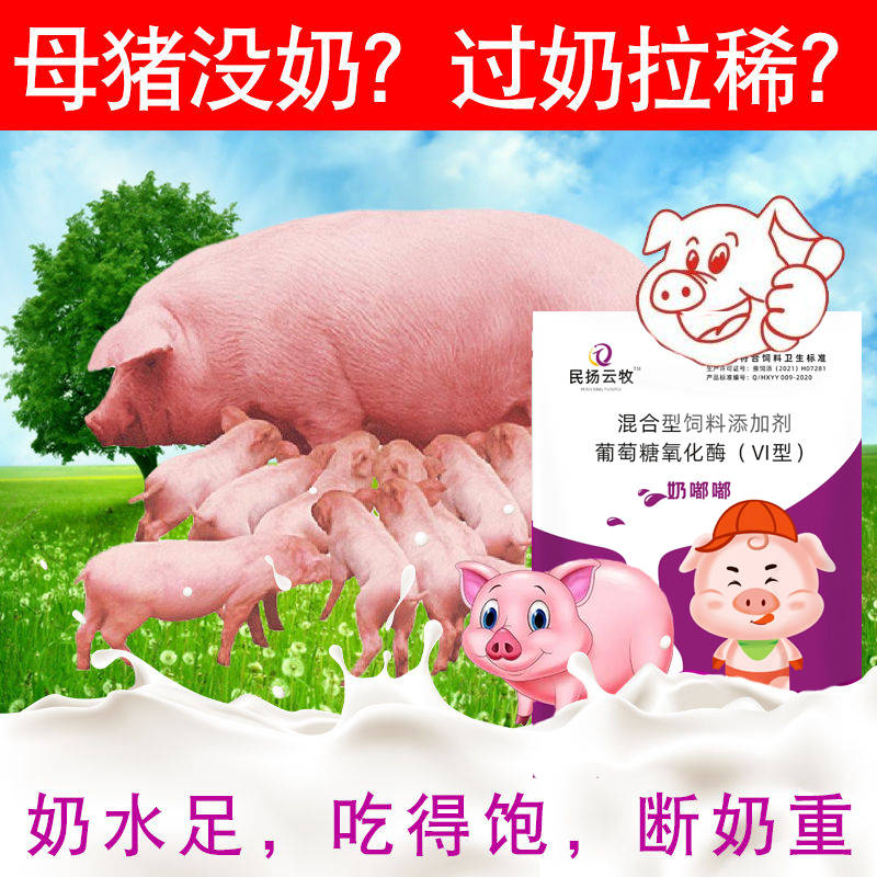 母猪产后保健方案，母猪产后保健用什么药好？母猪催奶的最快方法