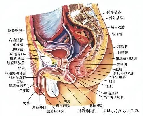 男人生殖系统图谱(图片+文字)