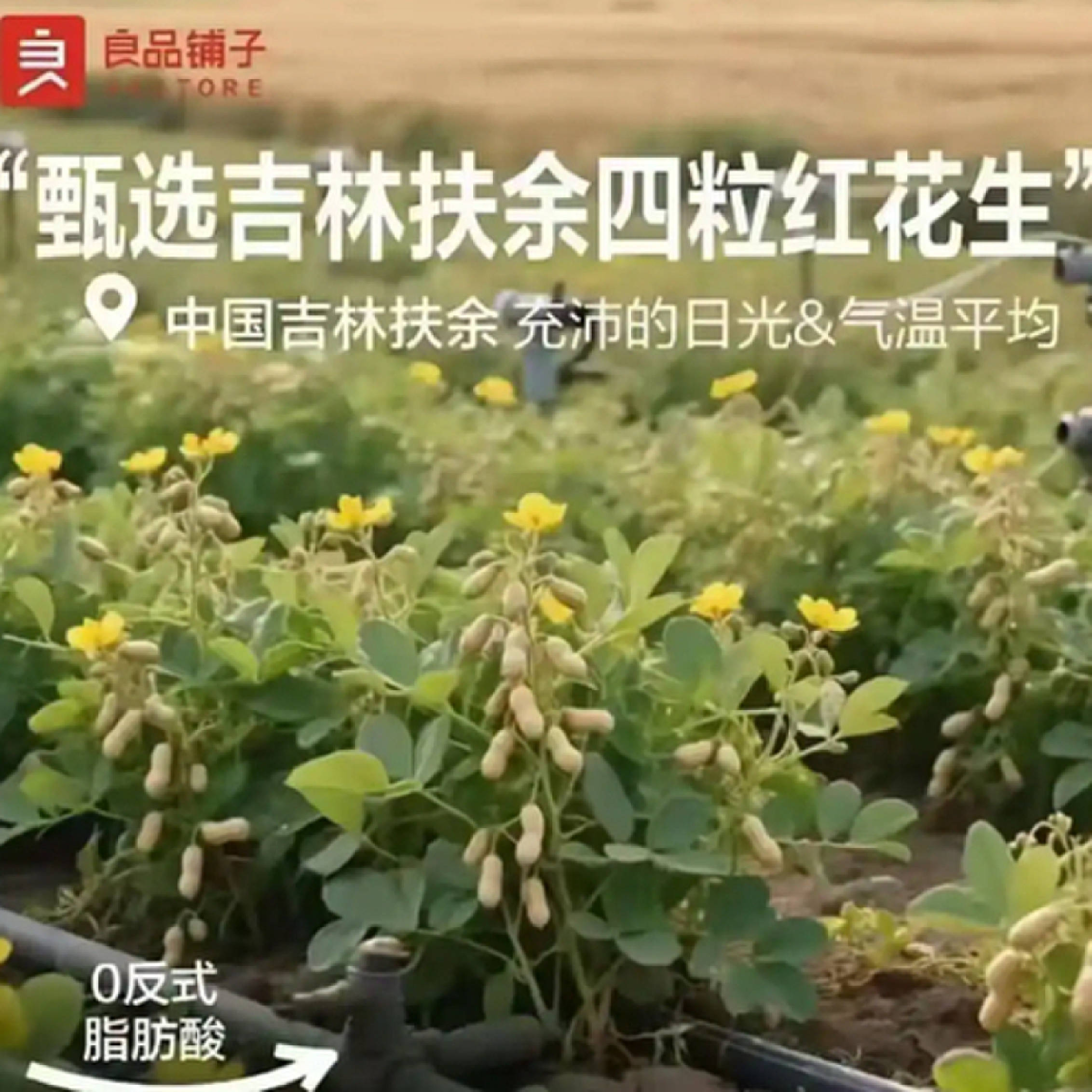 良品铺子的花生“长在树上”