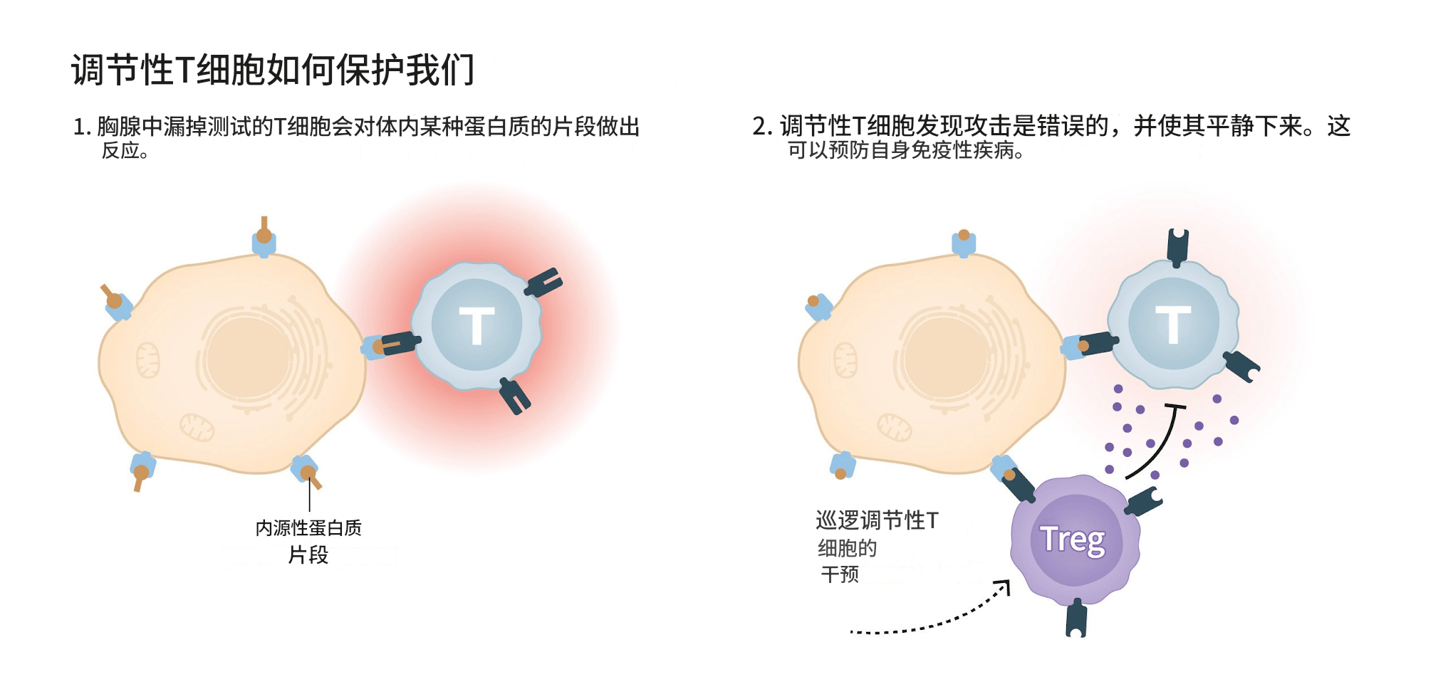 原创             2025诺贝尔生理学或医学奖公布 解密免疫系统如何被控制