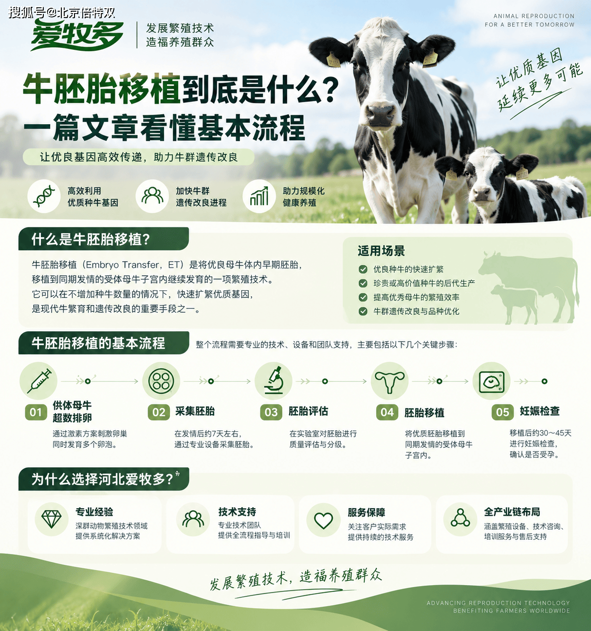 牛胚胎移植到底是什么？一篇文章看懂基本流程