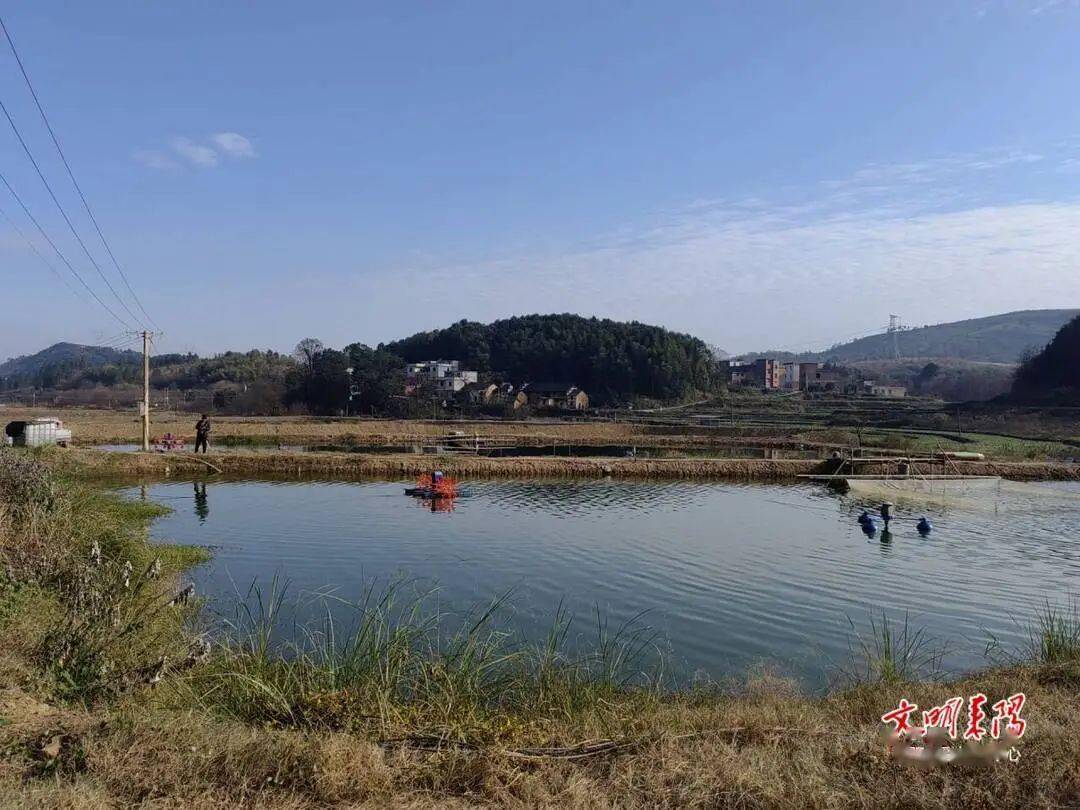 【返乡记(60)】谢阶华:让桂花鱼“游进”全产业链