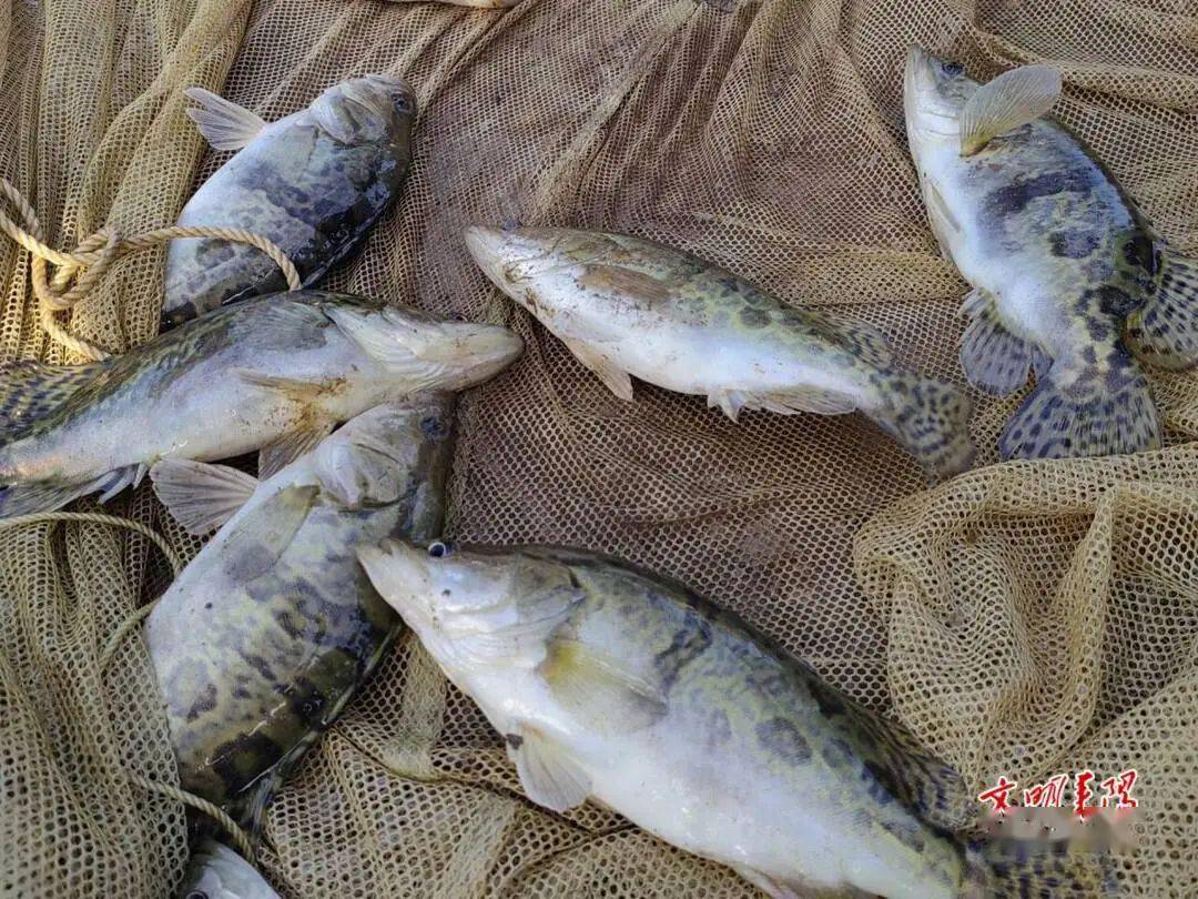 【返乡记(60)】谢阶华:让桂花鱼“游进”全产业链