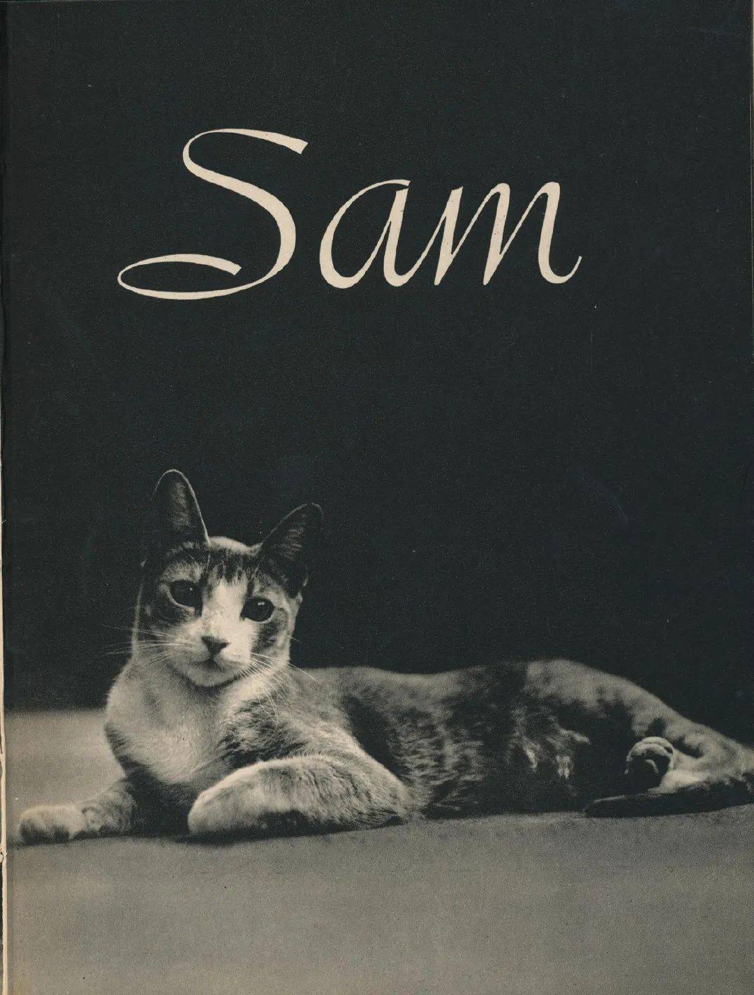 真集 | 摄影师edward quigley1938年出版的猫咪写真书《sam》,摄影师edward