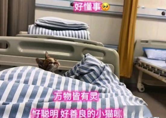 女子独自输液被陌生流浪猫照顾 还帮她按呼叫铃