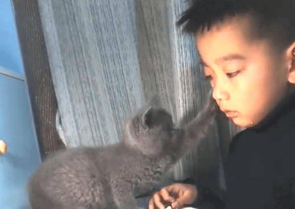 小奶猫为男孩擦眼泪征服不爱猫的妈妈！别再说猫寡情薄意，它是孩子的人生导师