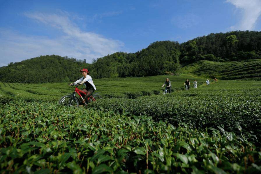 历届中国茶业经济年会承办地风采展示（一）开云(图2)