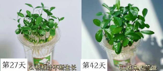 开云体育app吃完的“水果核”别扔这样培育一下几天就能长成一个小盆栽(图4)