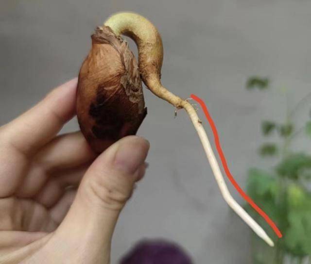 开云体育app吃完的“水果核”别扔这样培育一下几天就能长成一个小盆栽(图10)