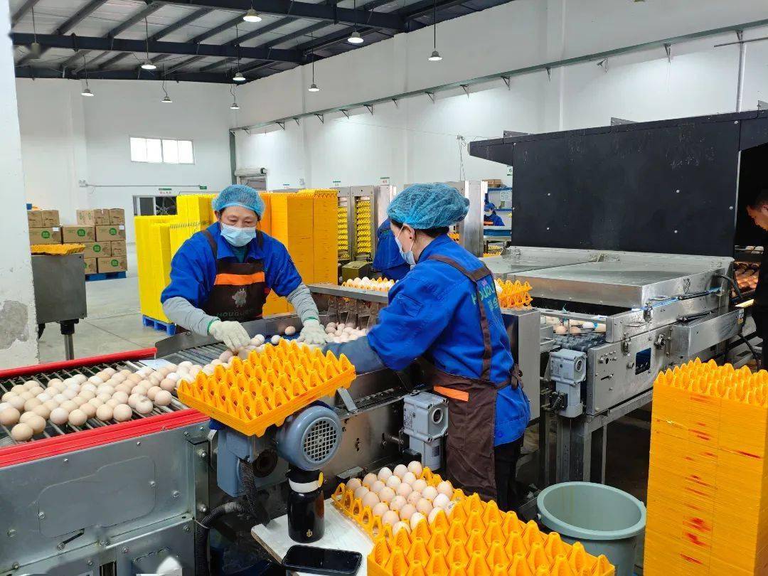在该公司的蛋鸡养殖场的分拣车间内，机器轰隆作响，一颗颗新鲜的鸡蛋通