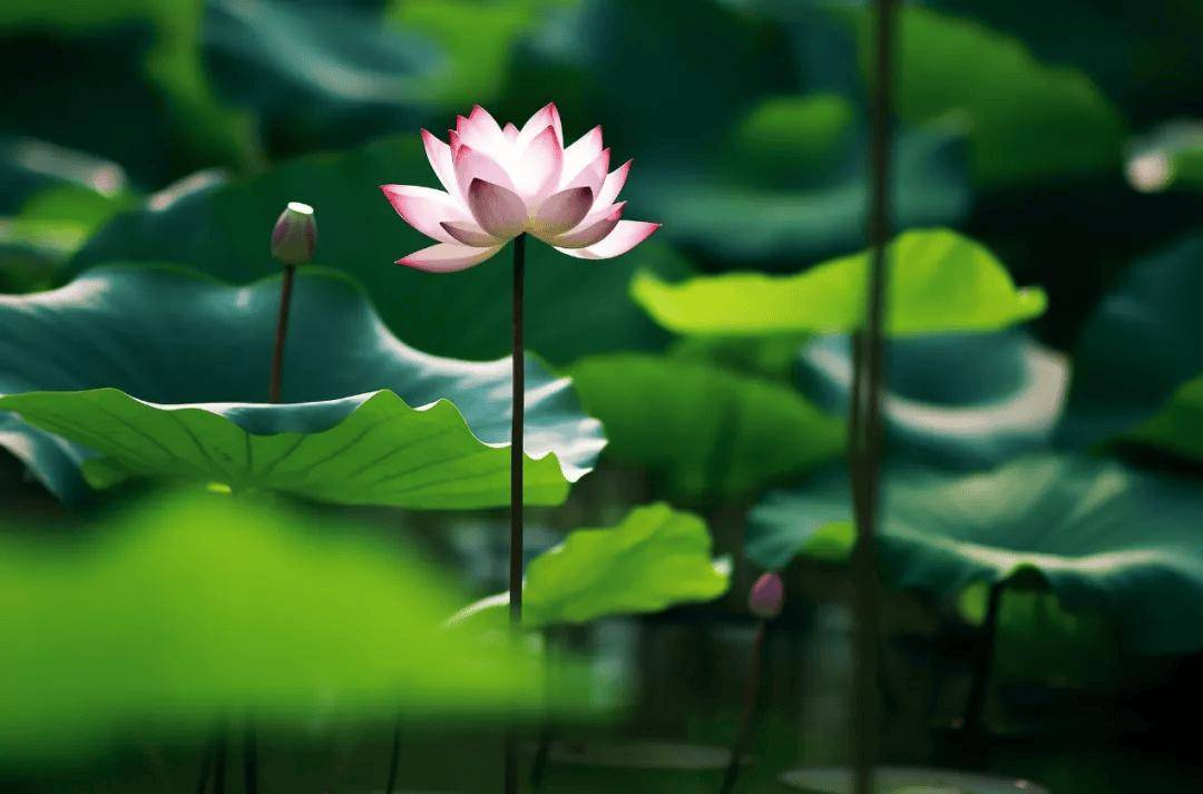 夏至：描写夏天的54个成语、俗语、诗词、范文，很实用！