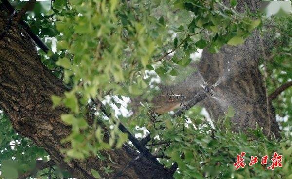 装上“淋浴”每天“冲凉”，540余岁“汉阳树”被悉心照料
