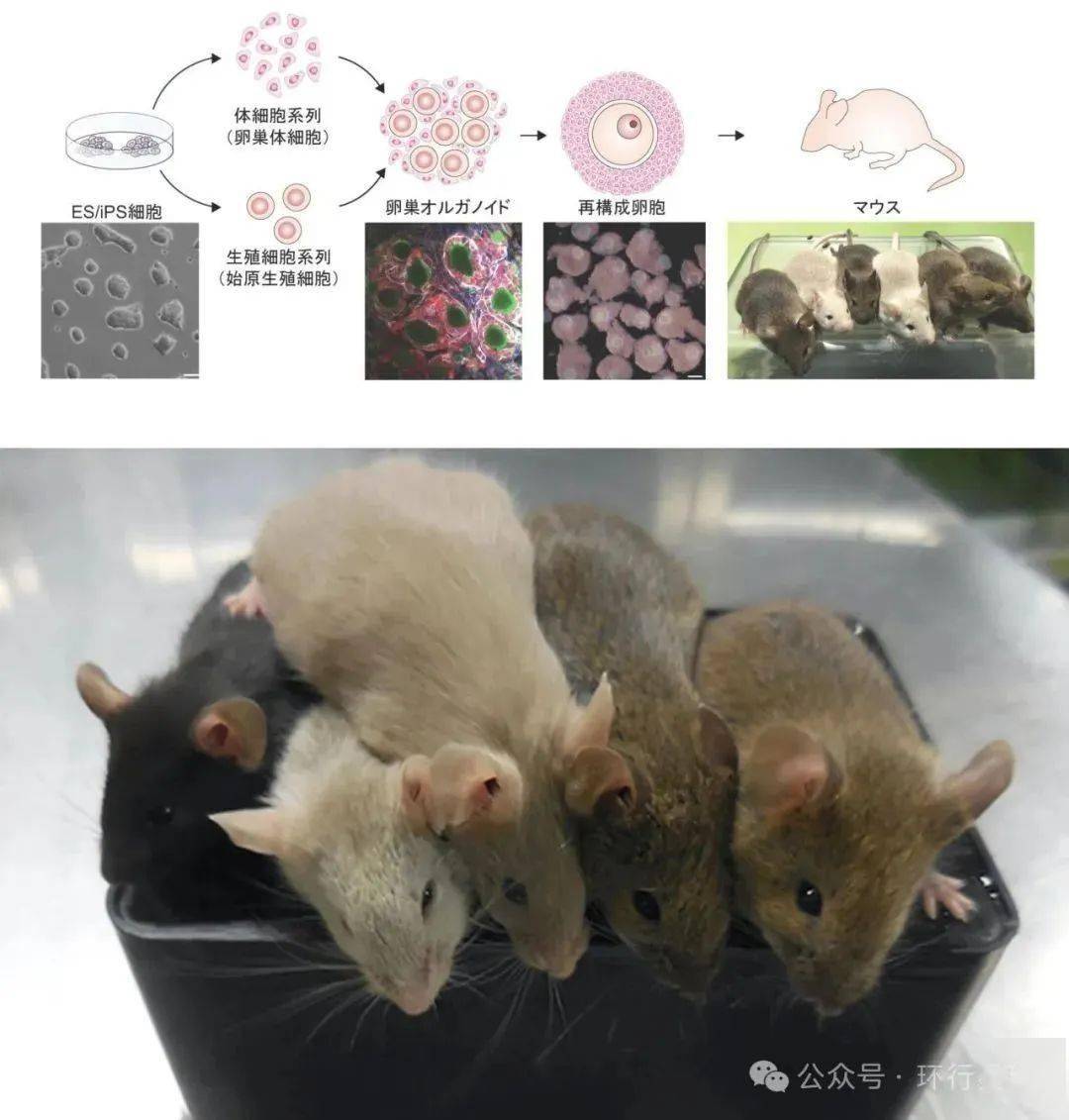 最新，日本研究生孩子，不需要男人了？