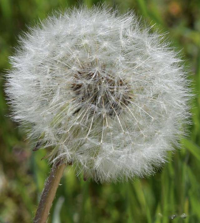 俄罗斯的“蒲公英坦克”反FPV系统已提交专利