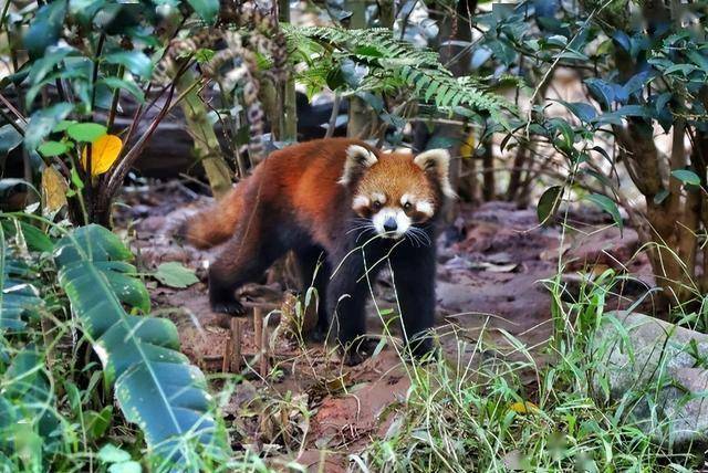 “Binance Casino - 领先的