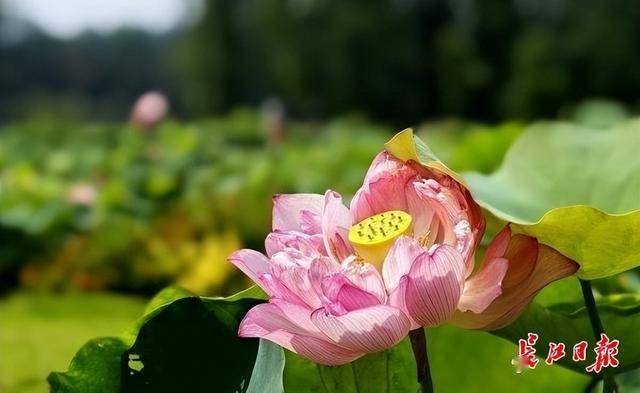 在线体育博彩- 合法体育、彩票和赛马- 