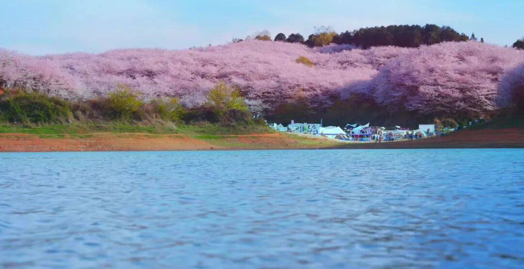 贵安赏樱全攻略：交通、停车与游玩一站式指南