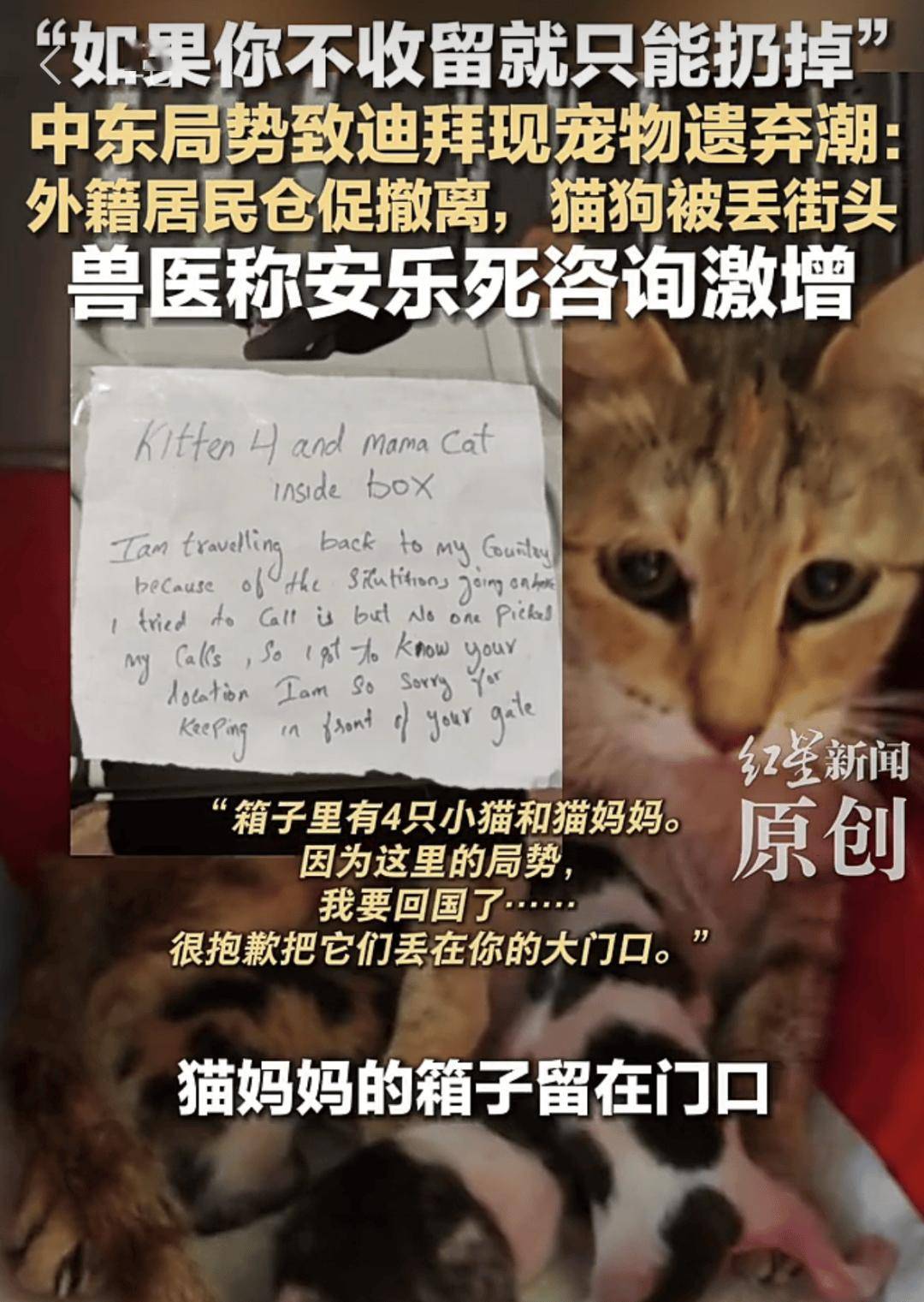 战火下的城市，宠物被遗弃在街头等待死亡