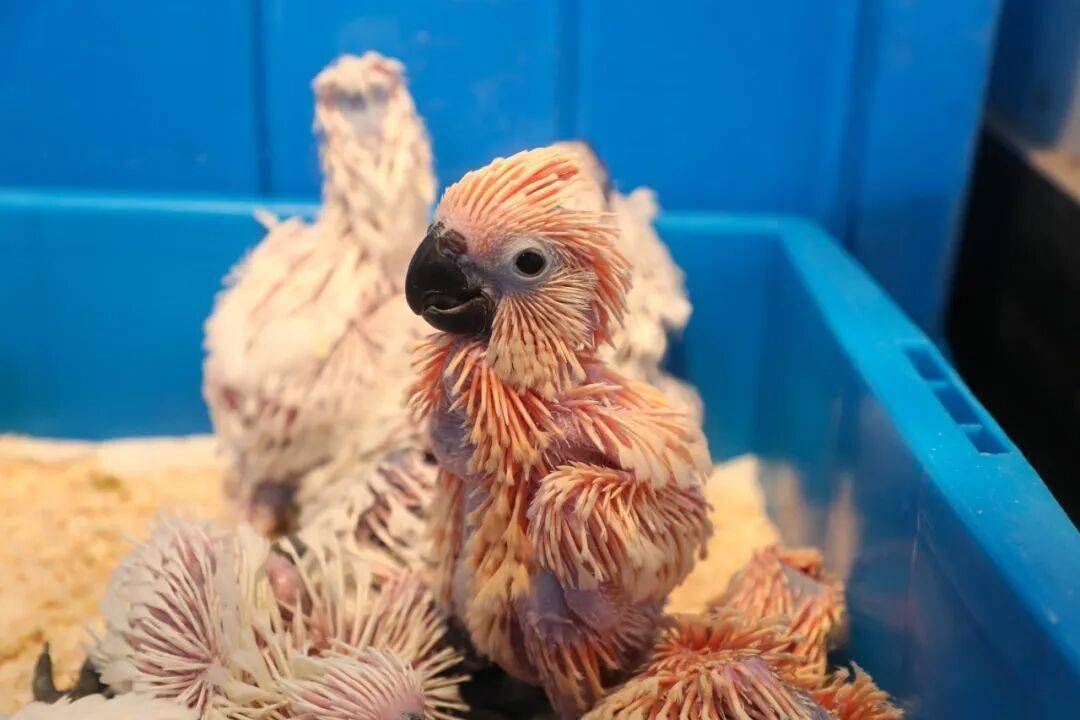 在上海野生动物园，看见生物多样性的希望