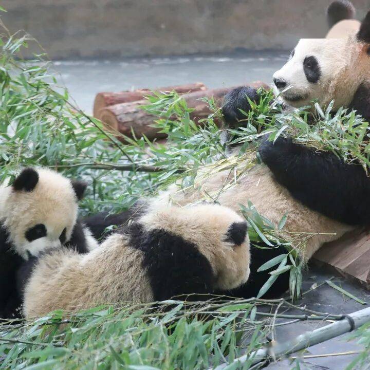 在上海野生动物园，看见生物多样性的希望