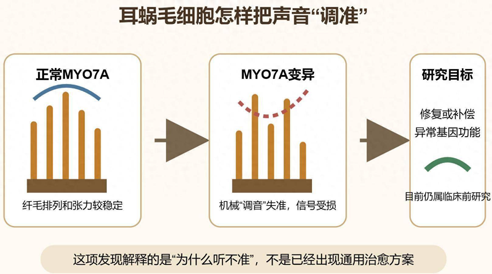 遗传性耳聋找到关键调音器